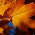 © Susie P. Carey PhotoID # 9478339: Autumn Leaf Details