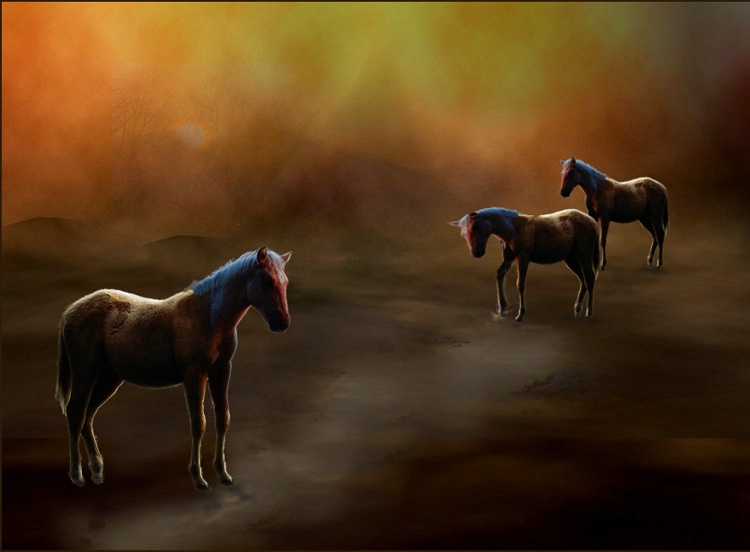 Horse Montage