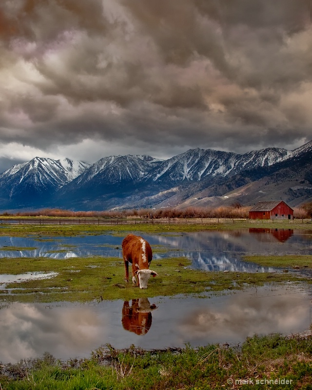 Bovine and barn - ID: 9480406 © Mark Schneider