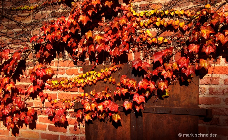 Bricks n Ivy - ID: 9481818 © Mark Schneider