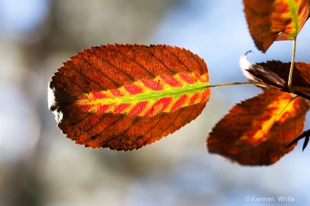 Leaf Within a Leaf II