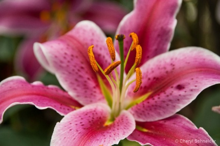 Pink Lily