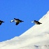 © Danny L. Klauss PhotoID # 9482726: Emperors over Kodiak