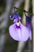 native violet