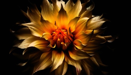The Photo Contest 2nd Place Winner - The Burning Bronze Dahlia