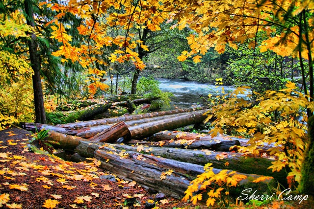 Autumn Log Jam