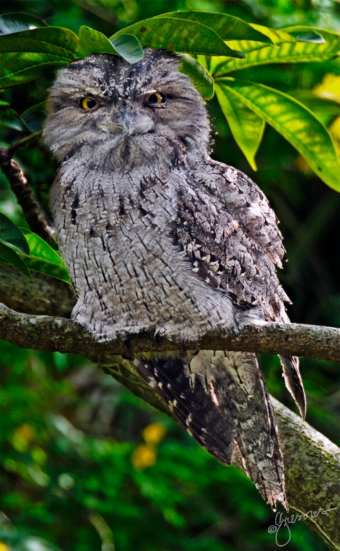 frogmouth