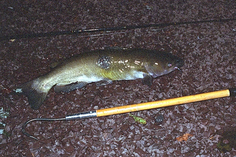 24" Channel Catfish