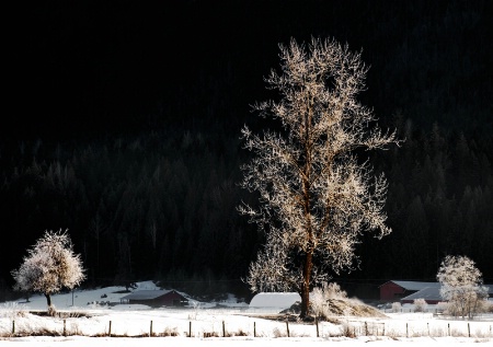 Frost Covered