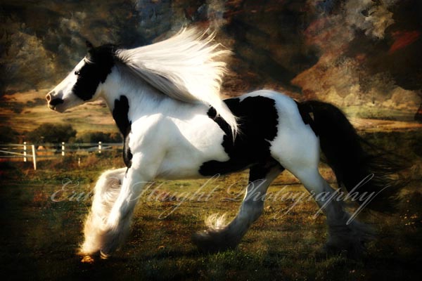 Gypsy Stallion ~ 