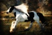 Gypsy Stallion ~ 