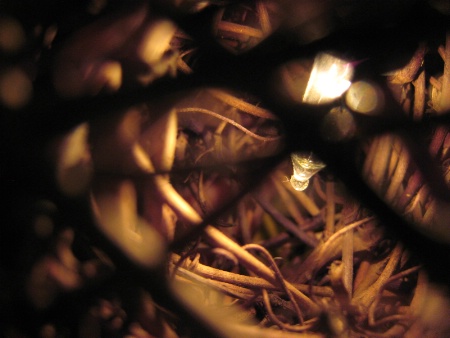 Inside of The Wooden Ball