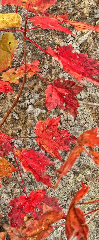 Leaves and Rock