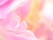 December 2012 Photo Contest 2nd Place Prize Winner