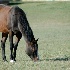 © Susie P. Carey PhotoID # 9496660: Breakfast!