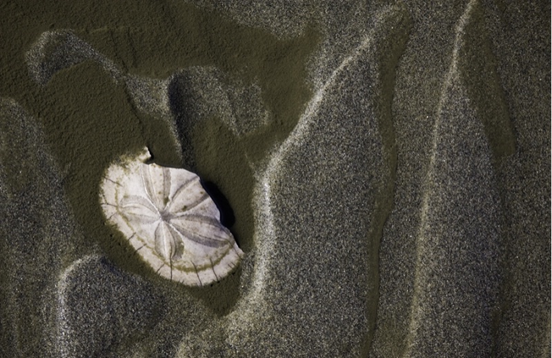 Broken Sand Dollar - Ocean Shores, WA