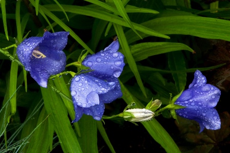 Train of Flowers