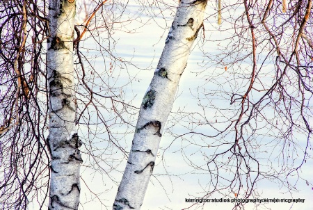 birch & snow