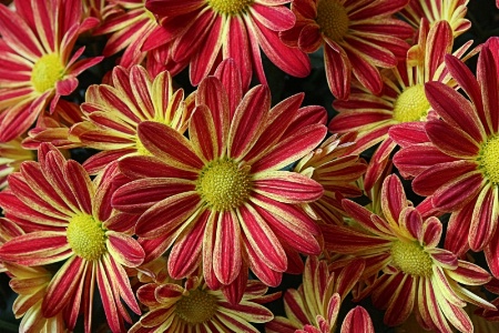 Colorful Mums