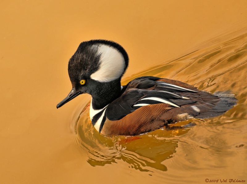 Hooded Merganser