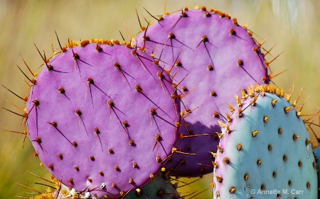 Circles and Spines