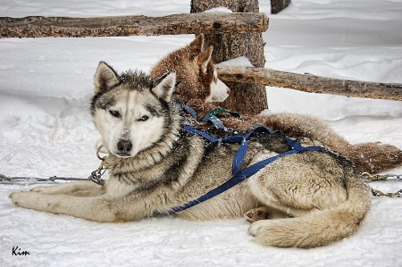 Sled Dogs
