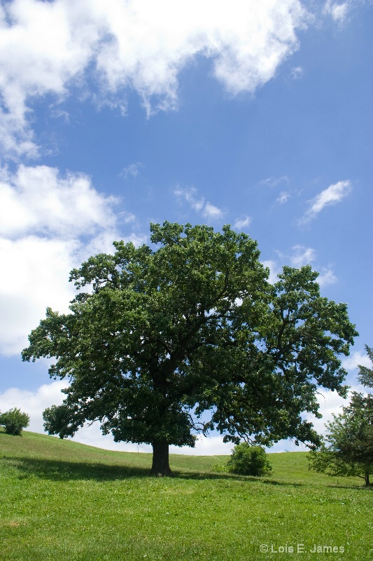 pasture tree