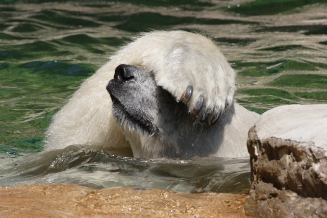 Exasperated Polar Bear