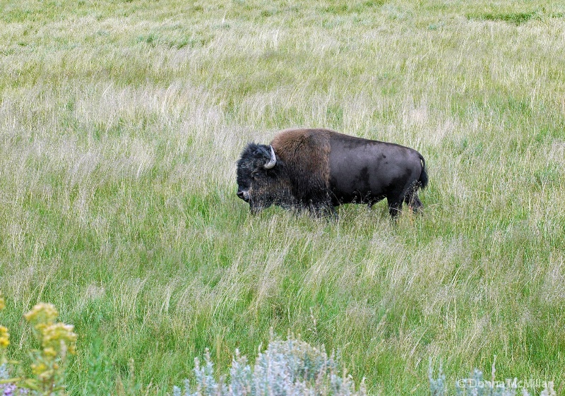 Wild Buffalo in Yellowstone
