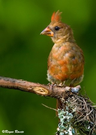 Juvenile Cardinal