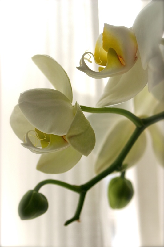 "White Orchid Window"