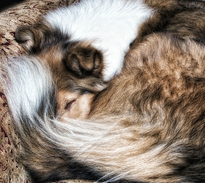 Collie Coil.....