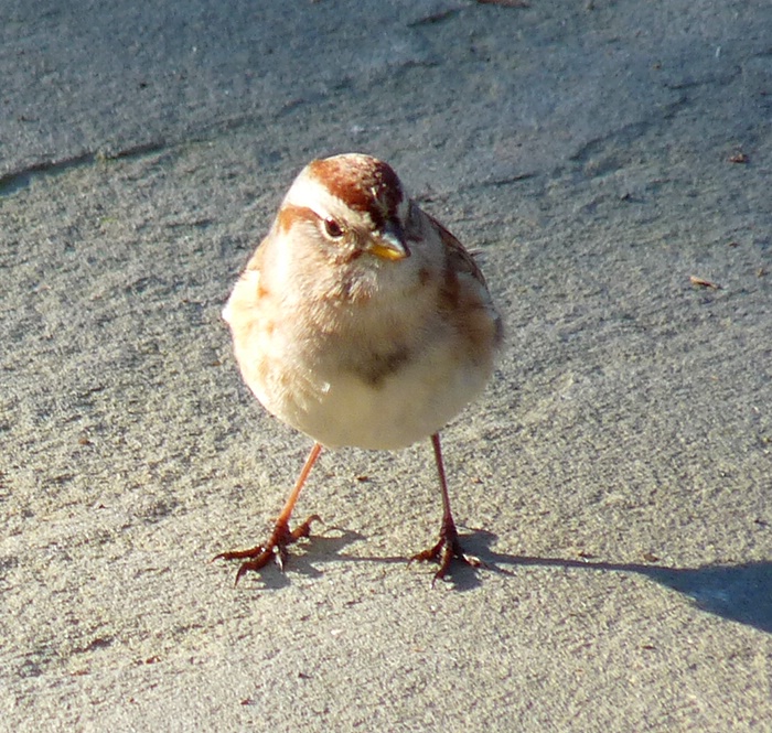 American Tree Sparrow - Rare Backyard Visitor - ID: 9503254 © John Tubbs
