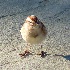 2American Tree Sparrow - Rare Backyard Visitor - ID: 9503254 © John Tubbs