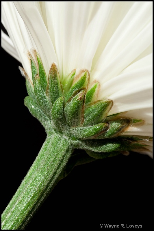 Chrysanthemum Closeup