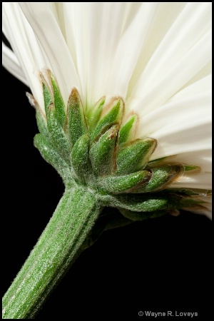 Chrysanthemum Closeup