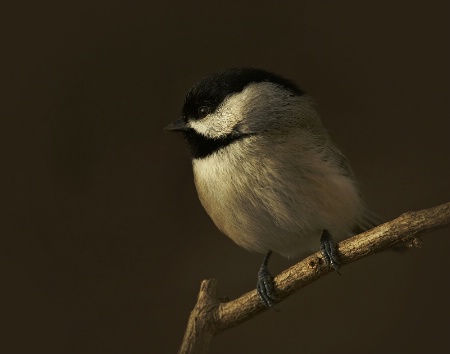 Chickadee