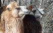 Smirking Camels