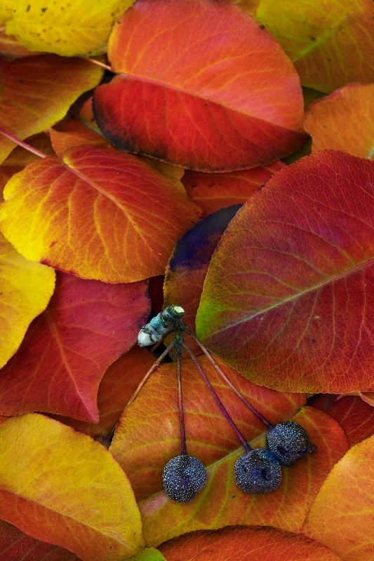 California Fall Colors
