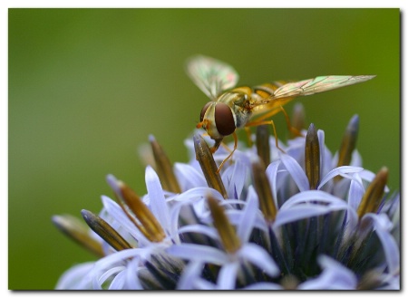 Bee in lilac