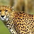 2One of the Cheetah Girls! - ID: 9505898 © Kathy Salerni