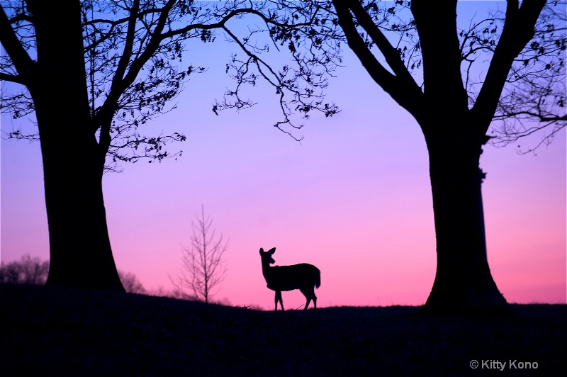 Deer at Dusk - ID: 9506699 © Kitty R. Kono