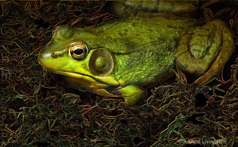 Froggy Quagmire - ID: 9506822 © Ron Livingston