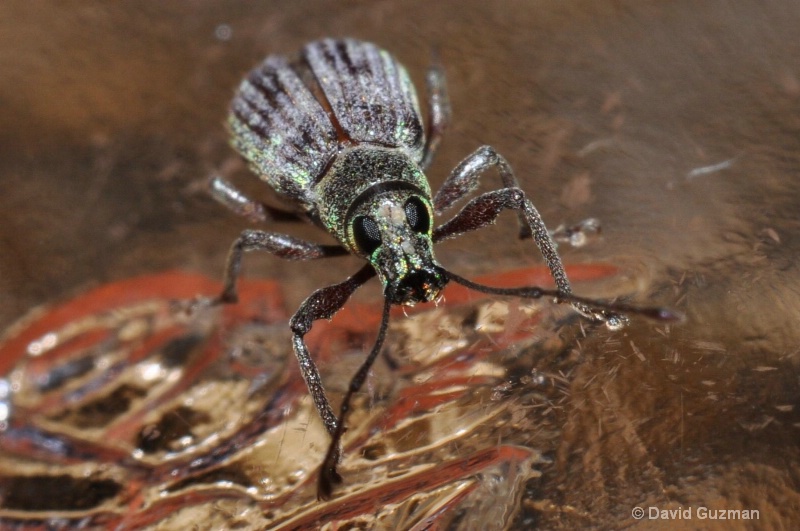 weevil on glass