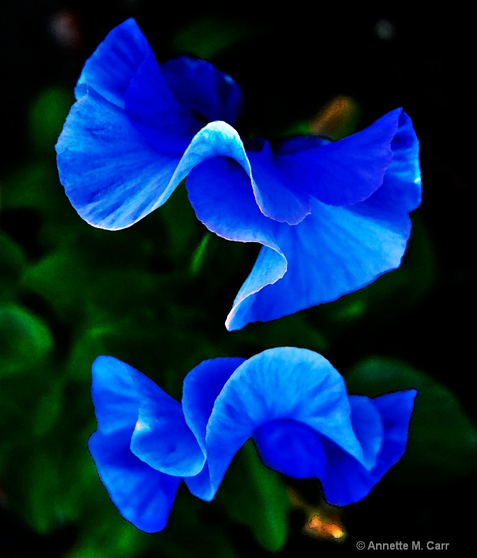 Blue Petals