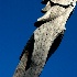 © Fax Sinclair PhotoID # 9507137: Place of Refuge - Ki' i 3