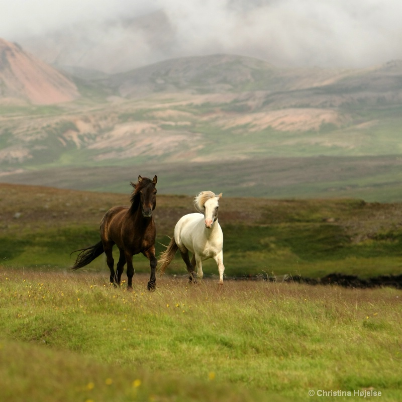 ~ buddies ~