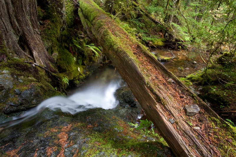 Forest Elements