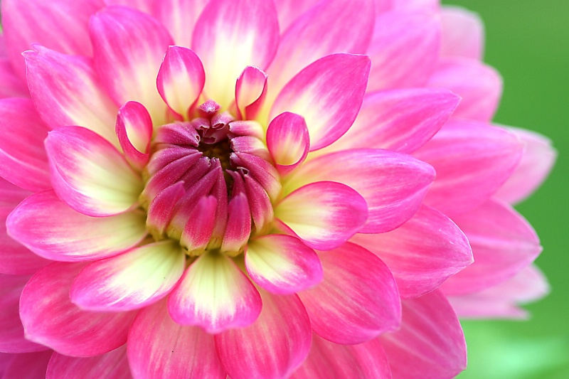 dahlia, in pink