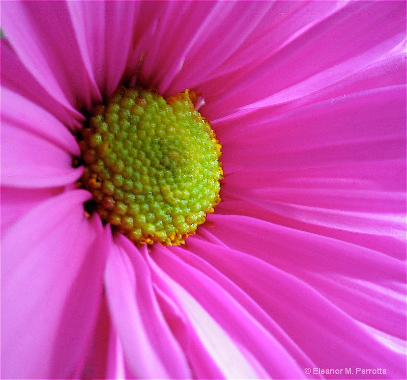 "PINK ASTER"